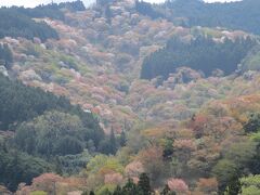 吉野にて、散る桜 残る桜も散る桜  2024.04