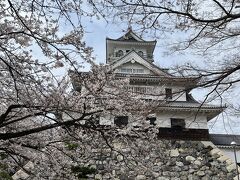 びわ湖北部の桜