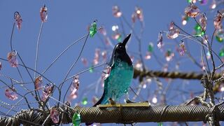 芦ノ湖シンボル「湖畔の一本桜」満開宣言