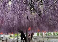 ⑦マダムの暮らすように旅する福岡4月編　4日目の3  日帰りバス旅行　中山の大藤～高橋総本舗