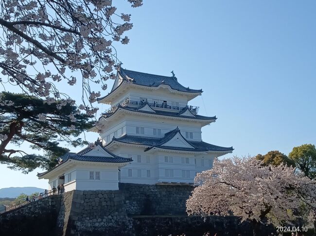 小田原駅から桜満開となったこの時期に日本100名城のひとつである「小田原城跡」をお散歩する旅です。今回は北入口から正面へと抜けるコースを選びました。