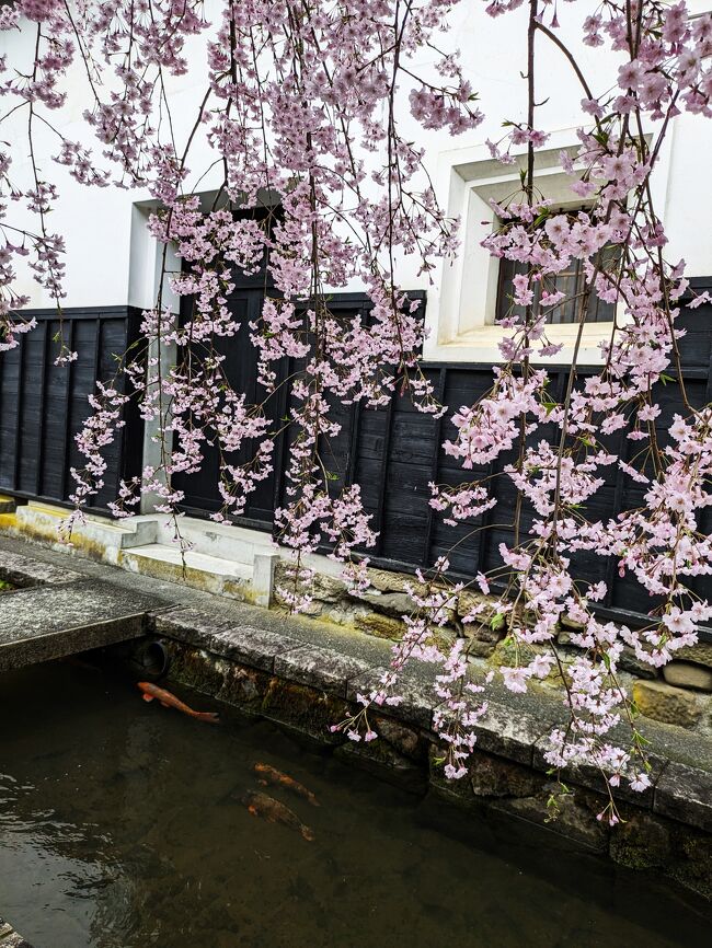 鯉が泳ぐ白壁土蔵街 の飛騨古川 ＆ 1000年の時を超える 臥龍桜