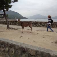 猫探し【広島・広島城と宮島編】