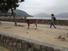 猫探し【広島・広島城と宮島編】