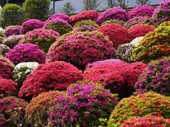 20240421-1 根津 根津神社のつつじ苑が素敵に花盛りで、ものすごい人混みで…