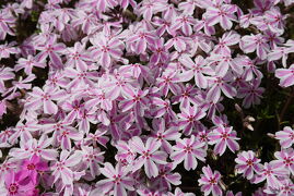 芝桜