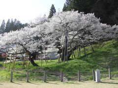 樹齢千百年の日本を代表するエドヒガンザクラ臥龍桜と初逢瀬