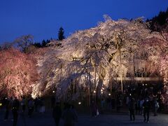 春うらら、早咲きのしだれ桜を求めて、東へ西へ　2024年春 