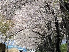 桜見ながらドライブ