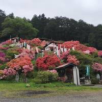 ☆ のんびり温泉とお花を求めて 春旅 ☆ 2024年4月 日野 越生編　No. 1