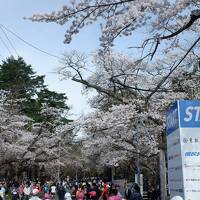 あおもり桜マラソンと青森&道南の旅