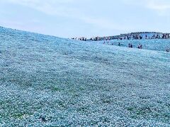 ネモフィラが見ごろを迎えたひたち海浜公園へ