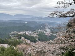 吉野の桜奥から下まで、天武天皇関係地、又兵衛桜