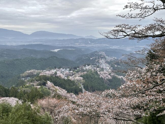 奈良市を拠点に友人と車で6日間奈良を巡った2日目。写真は旅2日目の吉野の花矢倉展望台からの桜。<br />有名な吉野の桜とはどんなとこなのか調べても範囲が広く複雑でよくわからず漠然と雅なイメージだけがありました、行くまでは。<br />…がしかしここは元々修験者が修行に来る大峯奥駈道の一部なのでけっこうハードな花見となりました。(この日は34,404歩歩きました)<br />桜の景色としてはおそらく日本一といっても過言ではないでしょうがその代償は覚悟が必要です。。。