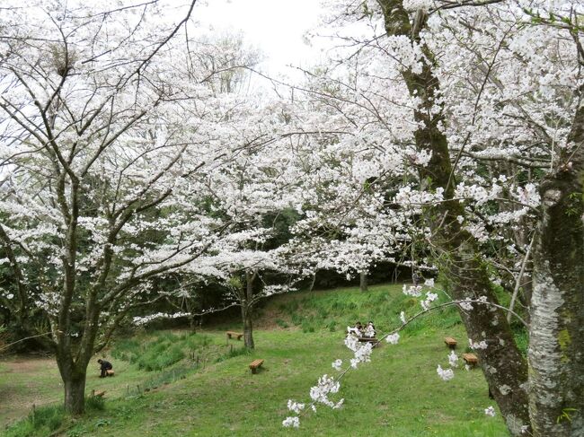 「震生湖」を訪ねました。1923年の地震（関東大震災）のときに、丘陵が崩壊して沢を埋めたことで誕生した湖です。<br />「震生湖」から、ほぼ満開の桜の花を観ながら、秦野駅まで歩きました。