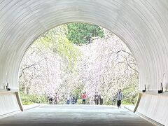 桜&#127800;のミホミュージアム・石山寺・ビワコ・醒井宿　滋賀ひとり旅