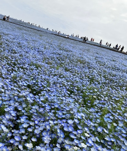 早起きして国営ひたち海浜公園のネモフィラ観賞。帰路、鹿島神宮～香取神宮も参拝！