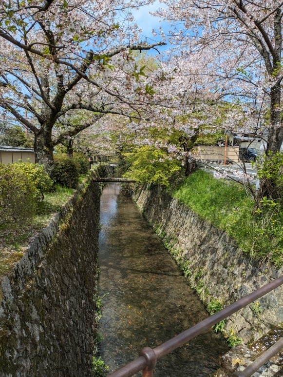 今年の桜の開花が遅れたため恒例の京都の桜も1週ずらしましたが、雨もありちりも早くそのためスポットを絞ることにしました。せっかく関西なら甲子園の阪神戦と行きたかったグルメもあわせて堪能する旅を楽しみました。まずは早朝の新幹線で新大阪に直行し、尼崎の人気ラーメン店ロックんびりーと和海のはしごから甲子園に向かい甲子園歴史館からナイター観戦、特に甲子園歴史観は阪神ファン以外もおすすめです。ホテルに戻り大阪深夜飯と翌早朝の市場め京都に移動し祇園や丸山公園など中心部、さらには哲学の道から仁和寺方面で桜を堪能と贅沢な時間を過ごしました。関西も見どころが多く通常はこうしたはしごは難しいですがこの時期ならではの楽しみです。