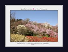 花見山公園