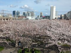 2024年さくら紀行　☆日本列島の桜が散り終わらぬ前に＊さくら広場（千葉幕張）＊富士霊園（静岡）