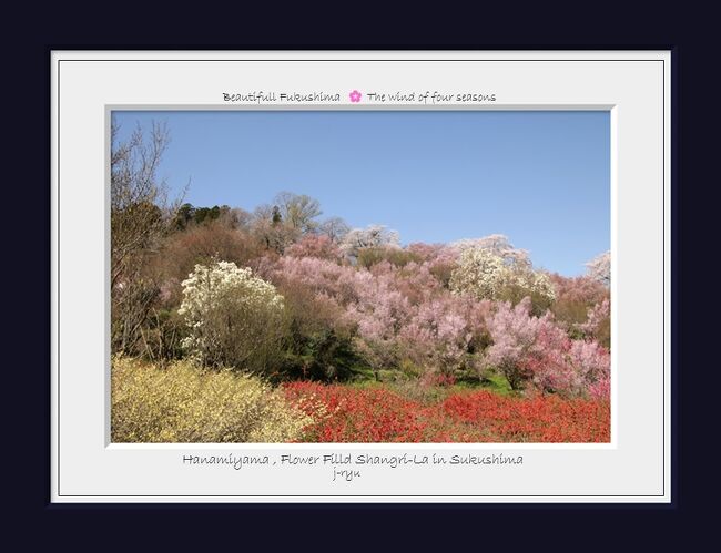 ★今年も福島の桃源郷こと、花見山に行ってきました。<br />日本を代表する写真家 故 秋山庄太郎氏が「福島に桃源郷あり」と<br />毎年訪れていた花の名所で、<br />約70種類もの花々が、まさに百花繚乱のごとく一斉に咲き競う様は圧巻。<br />花木生産農家の方が、長い年月をかけて雑木林を開墾し、<br />生活のために花を植えたのが始まりで、<br />その美しさが人を呼び、「自然の花の美しさを一人で見るのはもったいない。<br />この喜びを万人のものとしたい」との願いから、<br />昭和34 年に花木畑を一般開放し、<br />今では国内外から大勢の観光客に親しまれています。<br /><br />毎年のように訪れている花見山ですが<br />毎年進化し続けているんです。<br />花見山公園は完成形なのであまり変化はありませんが<br />『生け花の里』はまだまだ発展途上中で<br />新花見山といった趣きです。<br />行くたびに新しい発見があり、これからどんな桃源郷になっていくのか<br />楽しみにしています。<br />