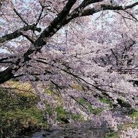 2024年4月21日～今年最後の満開の桜 第19弾は猪苗代の観音寺川の桜に會津鶴ヶ城ライトアップ