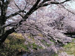 2024年4月21日～今年最後の満開の桜 第19弾は猪苗代の観音寺川の桜に會津鶴ヶ城ライトアップ