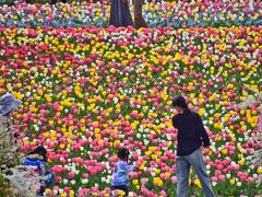 桜の園では枝垂れ桜