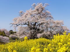 桜の王国 福島を巡る弾丸撮影行