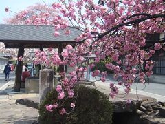 この春最後のお花見！「白井宿の八重桜」