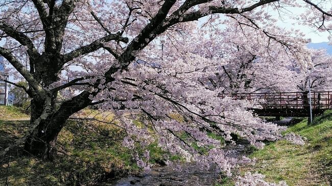 2024年は満開の桜の旅行記を全部で19本アップする事ができました！<br />1弾は1月23日の満開の熱海桜からスタートして、2月13日の河津町の河津桜から今回2024年最後の満開の桜 第19弾は4月21日からの福島県猪苗代町の観音寺川の桜並木等になります。旅行グループのタイトル通り19本の旅行記で色々な満開の桜を楽しんでもられると思います、また2024年も天気にも恵まれ全19本中18本が晴れ、1本のみが花曇りでした。<br /><br />4月21日<br />観音寺川の桜並木～夜桜<br />4月22日<br />再び観音寺川の桜並木～亀ヶ城跡の桜～鶴ヶ城の八重桜<br />4月23日<br />会津若松観光<br /><br />宿泊ホテル<br />4月21日から2泊 会津若松ワシントンホテル デラックスシングル<br />4月23日から1泊 ダイワロイネットホテル郡山駅前 モデレートダブル<br /><br />2024年最後の満開の桜は桜王国の福島の自然豊かな風光明媚な桜を楽しんでもられると思います、最後まで楽しんでください。