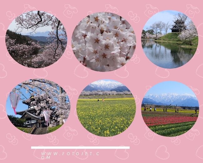 タイトルのような桜巡りの旅を見つけた時は、まだ３月。<br />梅も河津桜の開花が早かったのに、高遠に行く日が、４月１１日。<br />去年の高遠に行った日が、４月８日。<br />もう半分以上散ってた。もし行くのなら４月５日ぐらい？<br />１１日なんて、冗談じゃないと思ってた＾＾<br /><br />しかし思わぬ寒波が３月に来て、桜の開花が遅れることに。<br />１１日なら、大丈夫かもと思って、ポチッとしてしまいました＾＾<br />そういう人が多かったのか、このツアーキャンセル待ちになったぐらい人気になって(;&#39;∀&#39;)<br /><br />個人なら２日間で、こんなには回れないかというぐらい充実してましたよ。<br /><br /><br />１日目<br />高遠城址公園、松本城。斑尾ホテルタングラム宿泊<br />２日目<br />高田城址公園　あさひ舟川<br /><br />桜は、果たして見頃だったでしょうか＾＾<br />
