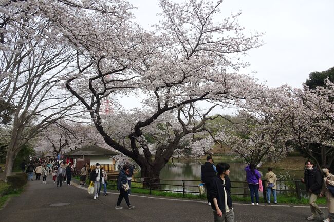 三ッ池公園の桜は日本さくらの会によって「さくら名所１００選」に選ばれている神奈川でも屈指の桜の名所だ。<br />名前の通り、三つの池の周りに、78品種およそ1600本の桜が少しずつ時期をずらして花を咲かせる。<br />早咲きの桜から遅咲きの桜まで長い間桜を楽しめる。<br />37種のさくら。<br /><br />２月２０日　河津桜、寒桜、冬桜<br />３月１８日　修善寺寒桜、オカメ、大漁桜、寒緋桜<br />４月　２日　越の彼岸、横浜緋桜、八重紅大島、染井吉野、大島桜、山桜<br />　　　　　　江戸彼岸桜、紅枝垂<br />４月　６日　薄重大島、苔清水、山桜、御車返、永源寺、白妙、紅笠、紅豊<br />４月１９日　関山、梅護寺数珠掛桜、花笠、八重紅枝垂、八重紅時雨<br />　　　　　　兼六園菊桜、糸括、朱雀、鬱金、松月、紅華、一葉、衣通姫<br />　　　　　　駿河台匂<br /><br />