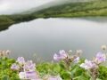 富良野日記2023　7月　　旭岳で高山植物を見てトレッキング・下山して東川