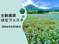 生駒高原 はなフェスタ 2024.4.24 はネモフィラ見頃