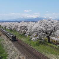 三度目の正直・白石川堤一目千本桜2024