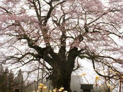 岡山・醍醐の桜を求めて（醍醐桜）