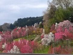 福島のどかな春を満喫・花やしき散策路・花見山公園