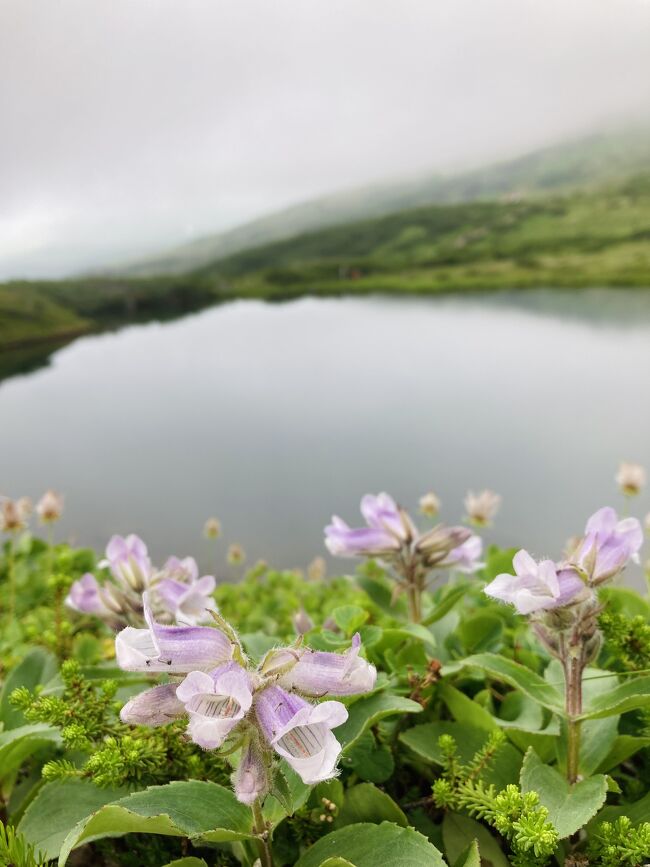 富良野日記2023　7月　　旭岳で高山植物を見てトレッキング・下山して東川