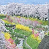 宮城県 仙台一高の桜、塩釜神社の桜、白石川堤一目千本桜、福島県二本松城の桜