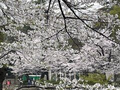 井の頭公園の桜