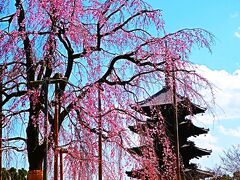 京都-4　東寺4/5　不二桜-樹齢120年超　五重塔-高さ55m/日本一　☆絶妙の時期-出会い