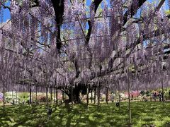 あしかがフラワーパーク、樹齢１６０年を超える大藤、長さ８０Mもの白藤トンネル、花の盛りに行ってきました。