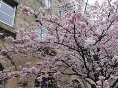2024年3月早すぎた花見＠京都　その３～なけなしの桜は旧成徳中と植物園で