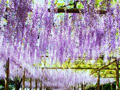 曼陀羅寺の藤まつり