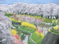 宮城県 仙台一高の桜、塩釜神社の桜、白石川堤一目千本桜、福島県二本松城の桜