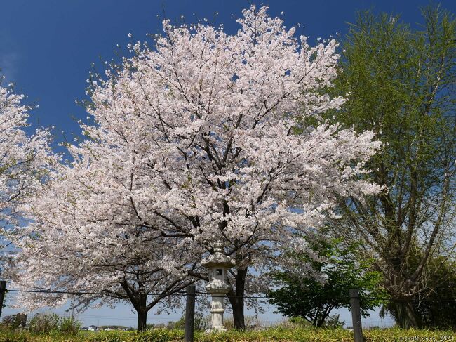 「恩林寺」のサクラ_2024_散り始めましたが、まだ綺麗な花が咲いていました（邑楽町）