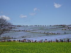 ひたち海浜公園のネモフィラと菜の花と桜・東京美術館と花巡り旅⑤３日目午前