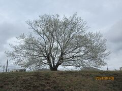 二十四節気・清明（せいめい）：古代の玉作（たまつくり）の遺跡にも大ぶりな山桜が咲く。