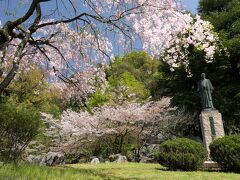 「嘉多山公園」のサクラ_2024_散り進んでいて、花残ってるが見頃過ぎの印象でした（佐野市）